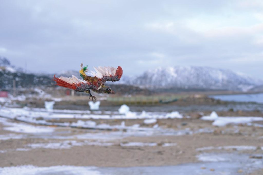An exotic bird &ldquo;flies&rdquo; across an Arctic landscape in a stop-motion animation that Sackville-based artist Graeme Patterson created while on a recent TD North/South Exchange residency in Cape Dorset, Nunavut.
