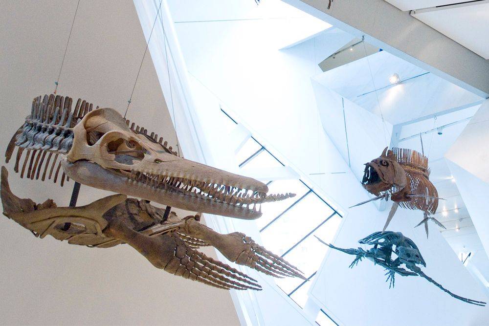 The James and Louise Temerty Galleries of the Age of Dinosaurs. Image: © Royal Ontario Museum, 2009. All rights reserved.