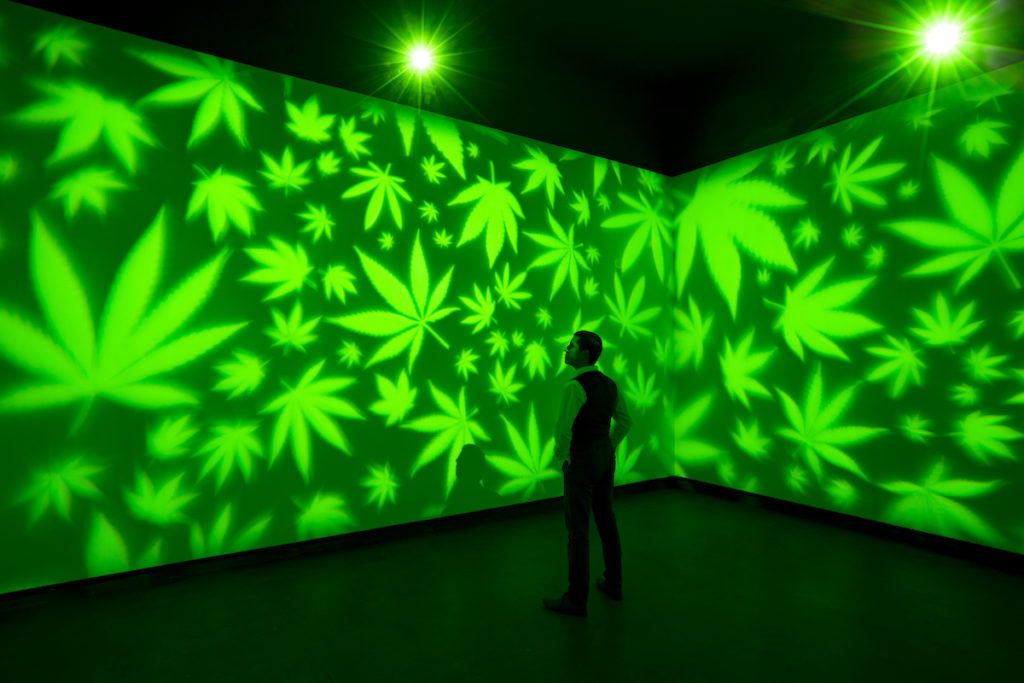 Bentley Meeker's <em>Weed World</em> (2016) is an immersive lighting installation that is part of ”#Grassland” at the Penticton Art Gallery. The New York artist and lighting designer is also known for his “bongoliers,” or chandeliers made out of bongs. Photo: Stephanie Seaton.