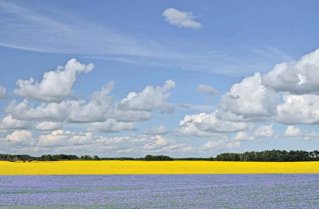 Prairie scenes like this one, with blooming fields of canola and flax outside of Yorkton,
will be among the sites for “Roadside Attractions” this summer. Photo Charles Melnick/ Tourism Saskatchewan.