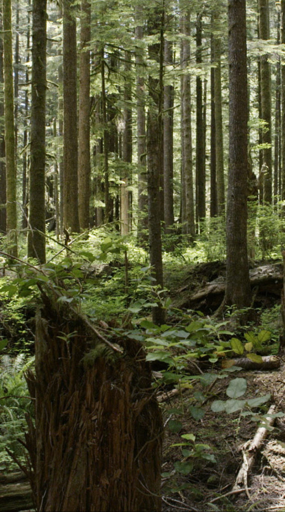 Leila Sujir, <em>Forest Breath</em>, 2018. Stereographic 3D video projection, 5 min. loop. Cinematographer: Christian Kroitor.