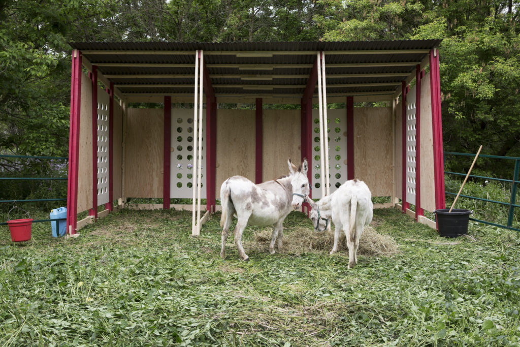 Gareth Long, <em>Travels with Two Donkeys in the Valley</em>, 2018. Project as part of
Evergreen's Don River Valley Park Art Program.
Photo: Claire Harvie.