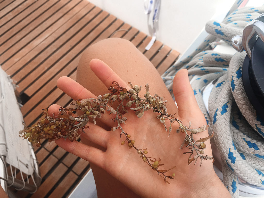 Sargassum drying in my hand, 2017. Photo: Maya Weeks.