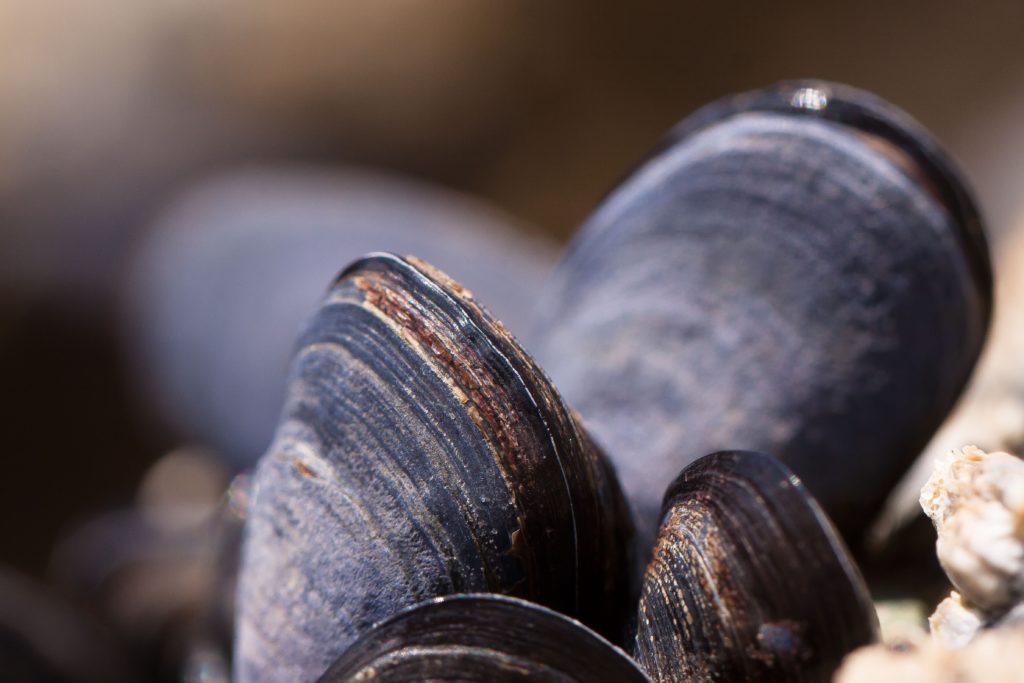 Some mussel shells can be dangerous to human health when ground into powder. Photo: PxHere under Creative Commons license. 
