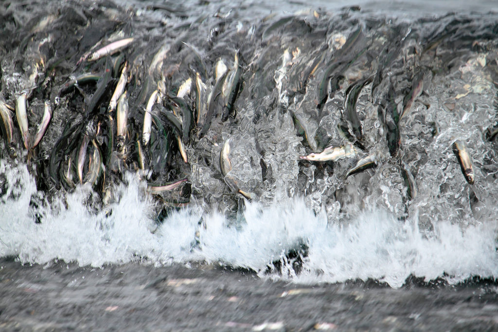 Barry Pottle, <em>Caplin Roll, Middle Cove, NL</em>, 2018. Digital photograph.