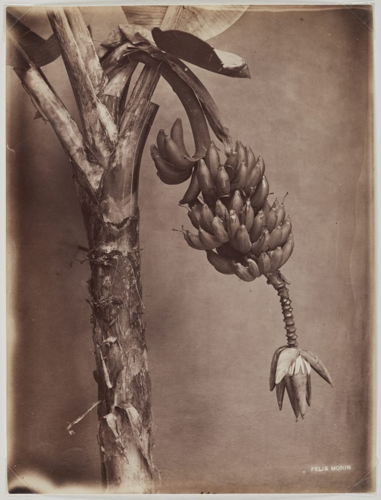 Felix Morin, <em>Bananas, Trinidad</em>, c. 1890. Albumen print, 25.4 x 19.7 cm. Montogomery Collection of Caribbean Photographs. Donor funds to acquire the Montgomery Collection of Caribbean Photographs include the support of Dr. Liza and Dr. Frederick Murrell, Bruce Croxon and Debra Thier, Wes Hall and Kingsdale Advisors, Cindy and Shon Barnett, Donette Chin-Loy Chang, Kamala-Jean Gopie, Phil Lind and Ellen Roland, Martin Doc McKinney, Francilla Charles, Ray and Georgina Williams, Thaine and Bianca Carter, Charmaine Crooks, Nathaniel Crooks, Andrew Garrett and Dr. Belinda Longe, Neil L. Le Grand, Michael Lewis, Dr. Kenneth Montague and Sarah Aranha, Lenny and Julia Mortimore, and The Ferrotype Collective, 2019.