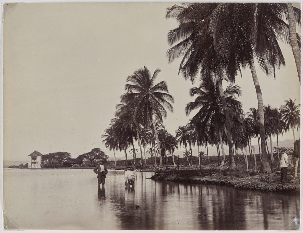 J.W. Cleary, <em>Coconut Palms, Kingston Harbour</em>, c. 1895. Gelatin silver print, 17.5 x 23.1 cm. Gift of Patrick Montgomery, 2019.