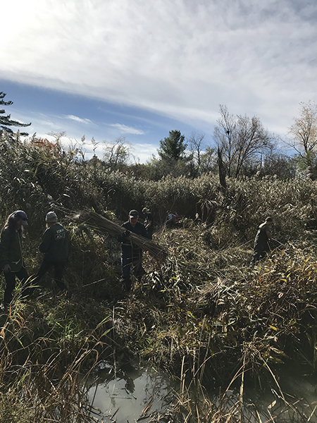 Documentation from the phragmites harvest at Thickson’s Woods Land Trust, 2019. Photo by Jamie McMillan.