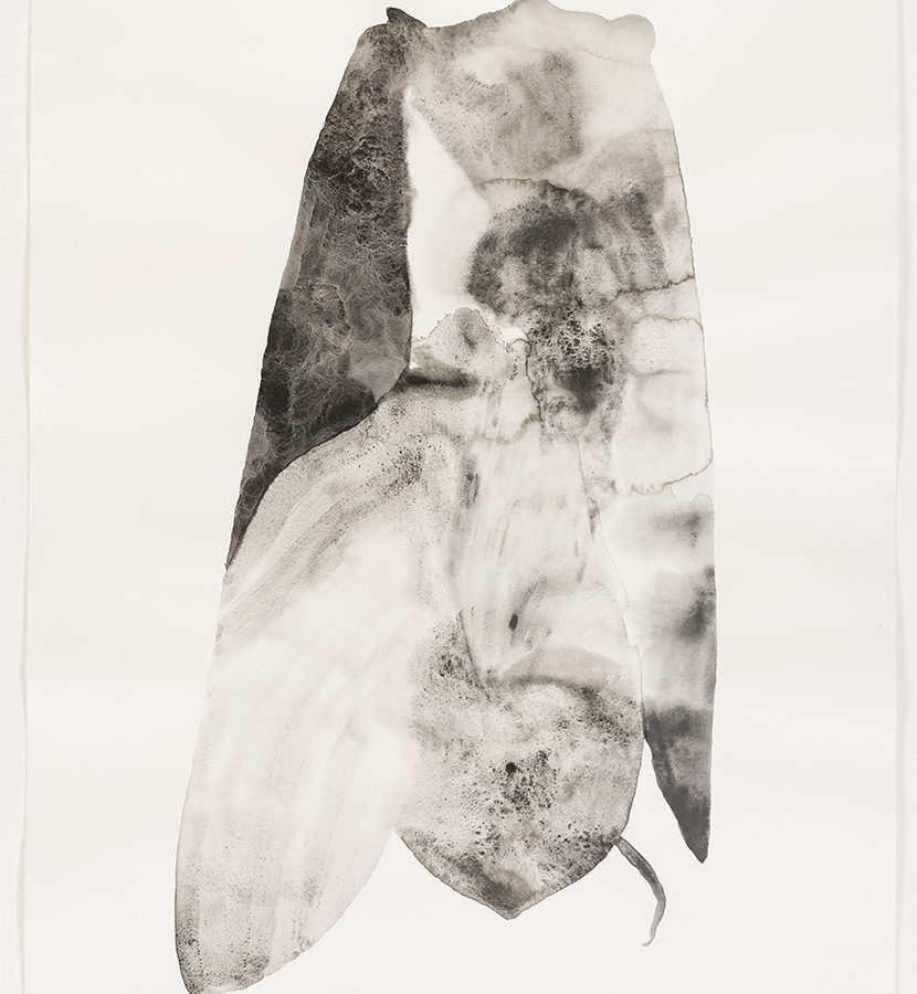 Genevieve Robertson, Apoidea (Bee), 2019, found coal, graphite, and forest fire-derived charcoal on paper, 111.8 x 76.2 cm, Collection of the artist, Photo: Blaine Campbell.