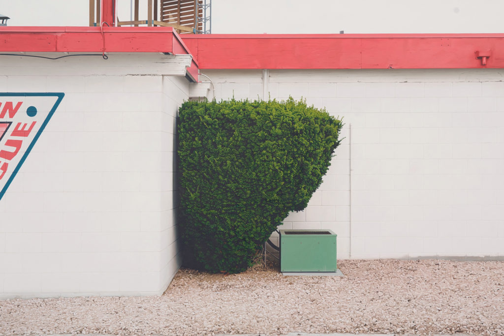 Mike Bayne, <em>Green Shrub</em>, 2019. Courtesy TrépanierBaer. 