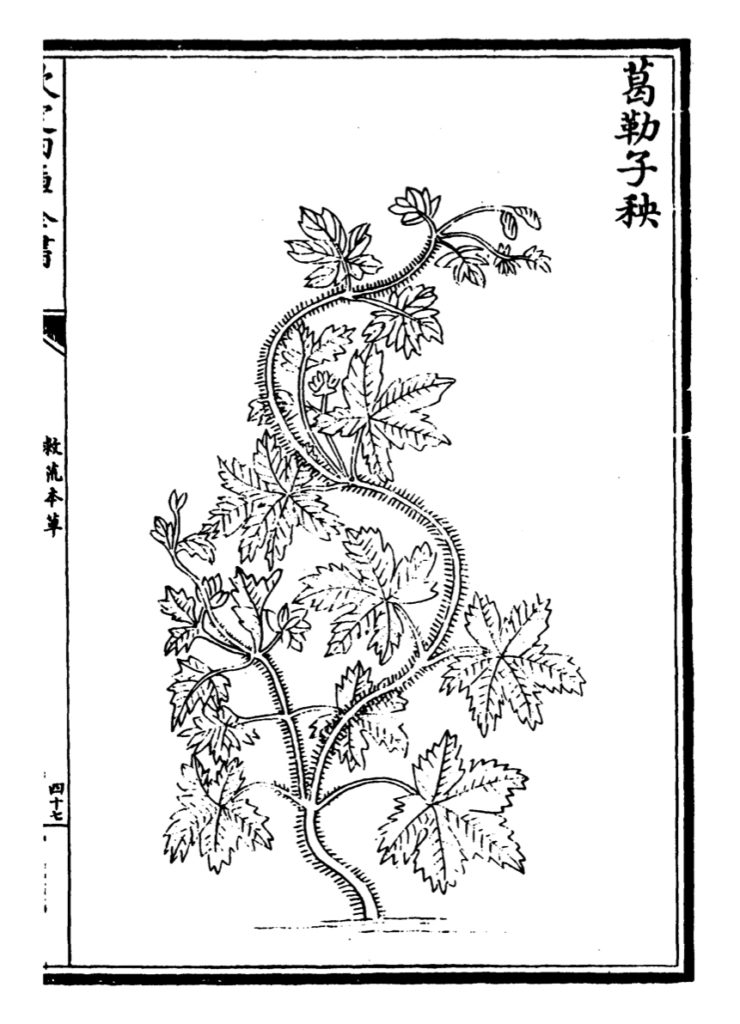A page from the <em>Jiùhuāng běncǎo</em> / 救荒本草 (1406) by Ming Dynasty prince Zhu Xiao/Su / 朱橚, credited as the first illustrated botanical manual for famine foods (wild food plants that can be eaten for survival during times of scarcity). Courtesy Su-Ying Lee.