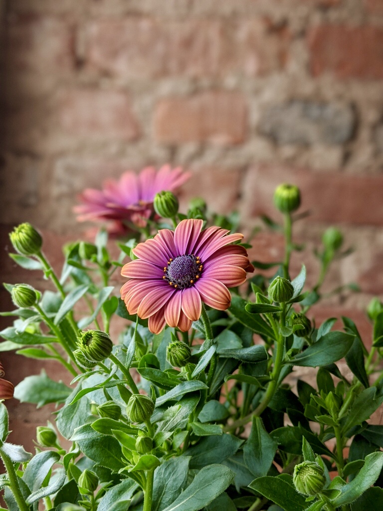 Fresh flowers delivered by Hamilton Artists Inc. during a crisis-era fundraiser this spring.