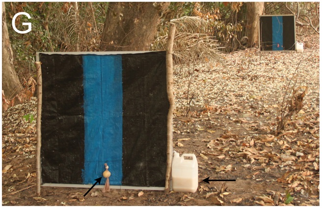 Esperanza Window Traps installed in Bodajugu, Burkina Faso. Photo Ryan M. Young et al. (See Note 7) Used under CC by 4.0. Cropped from original.