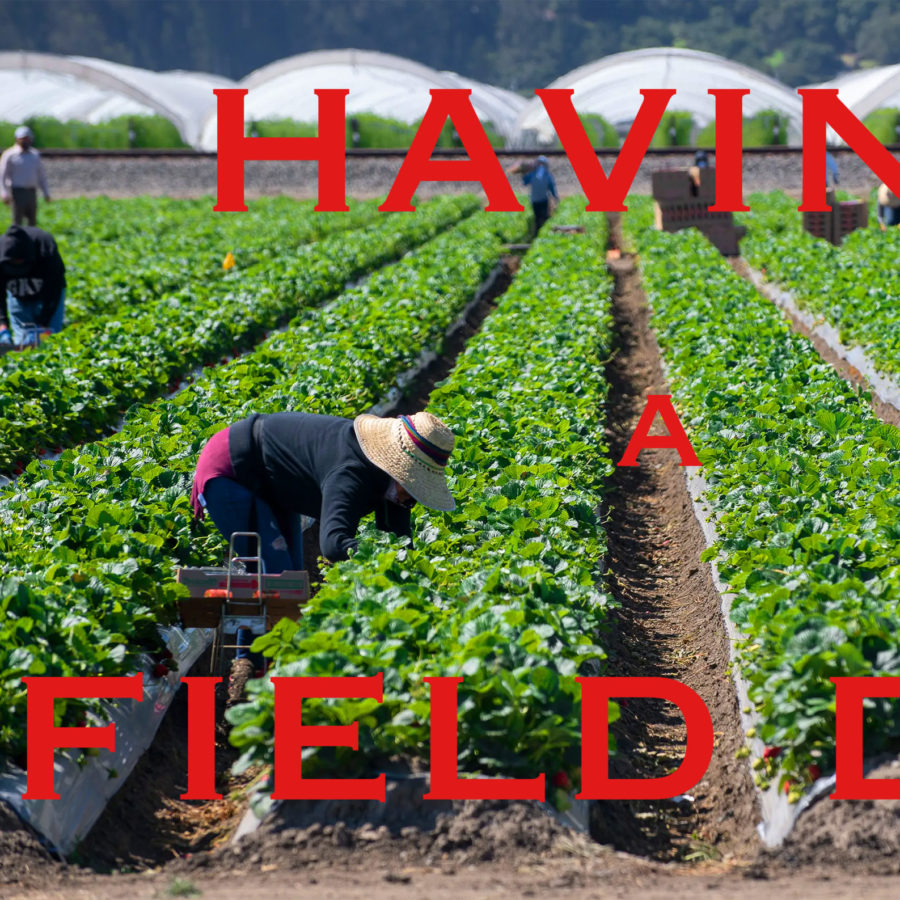 Agricultural workers bent over in a field, superimposed with all-caps red words spelling "HAVING A FIELD DAY"