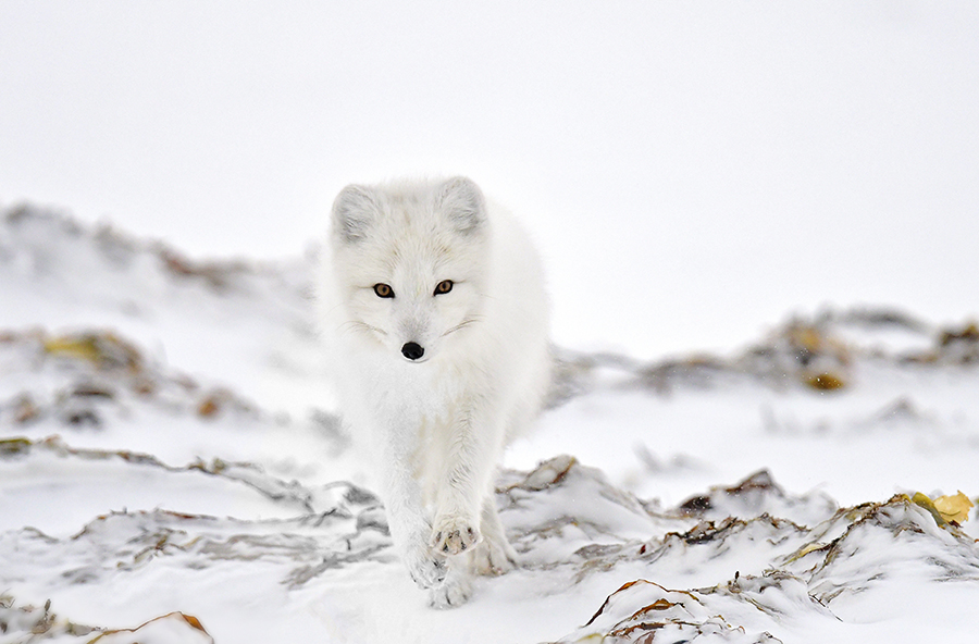Michelle Valberg, Arctic Fox, photograph on aluminum
