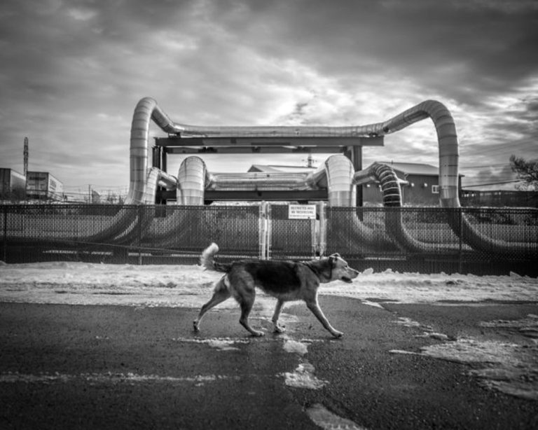 A dog walks outside of a fenced pipeline facility on a cloudy day
