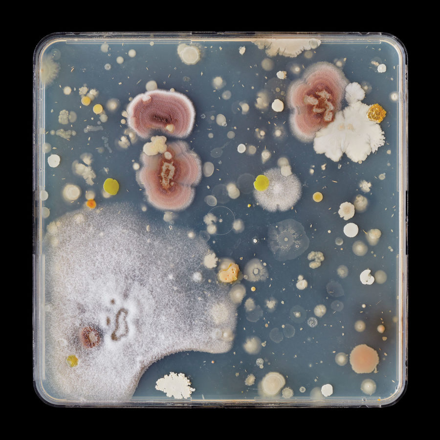 Jon Sasaki, Microbes Swabbed from a Palette Used by F.H. Varley, 2020, archival print, 91.44 x 91.44 cm, Image courtesy of the artist and Clint Roenisch Gallery